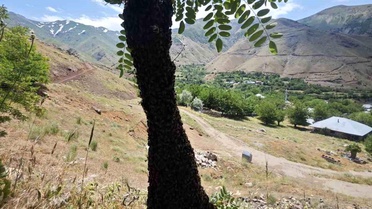 Elazığ'da Arı Kolonisi Oğul Verdi