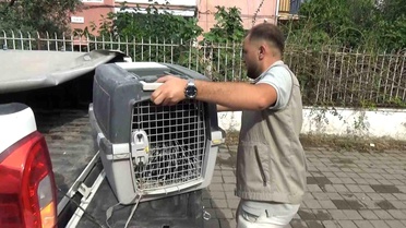 Aydın'da oklu kirpi operasyonu