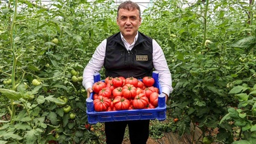 Söğüt'te Domates Hasadı Başladı