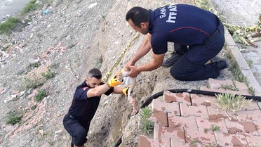 Çorum'da çaya düşen kediyi itfaiye kurtardı