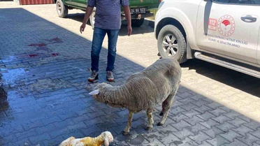 Koyun Doğumunda Kurtarıcı Müdahale
