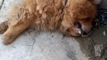 Alanya'da Köpek Eziyeti: 1 Gözaltı