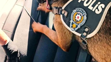Muş'ta 60 kg Skunk Ele Geçirildi