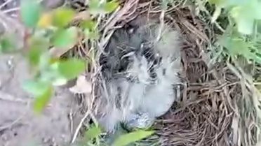 Kuş Yuvası Rüzgar Santralinde Koruma Altına Alındı