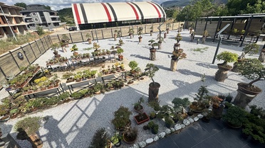 Yalova'da Bonsai Dut Hasadı