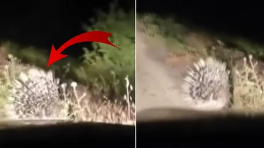 En tehlikeli hayvanlar arasında! Elazığ'da oklu kirpi görüntülendi