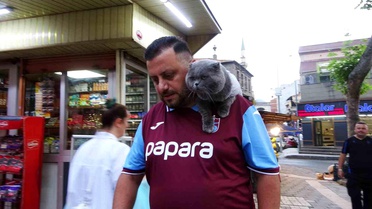Kayıp kedi 'Tom' 4 gün sonra bulundu