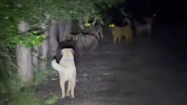 Sokak köpekleri ile ayılar kavga etti! O anlar kamerada