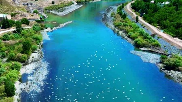 Murat Nehri'nde Martıların Görsel Şöleni
