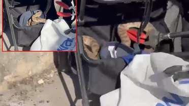 Bebek arabasına ağaçtan yılan düştü