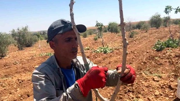 Şanlıurfa'da Antep Fıstığı Aşılama Başladı