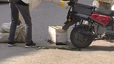 Bursa'da Arıların Motosiklet Olayı