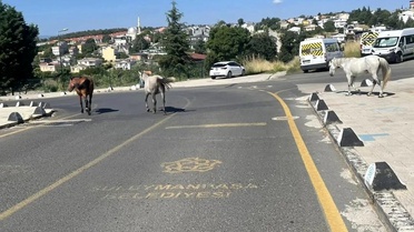 Süleymanpaşa'da Başıboş Atlar Güvenliği Tehdit Ediyor