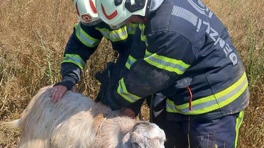 Denizli'de kuyuya düşen koyunları itfaiye kurtardı