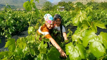 Erzincan'da Asma Yapraklarıyla Ek Gelir
