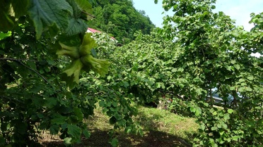 Giresun'da Fındık İçin Samuray Arıları Doğaya Salındı