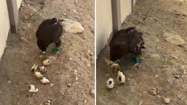 İnsan olan bunu nasıl yapar? Bu görüntüye büyük tepki var
