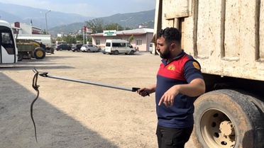 Osmaniye'de kaçak yolcu yılan, üçüncü araçta yakalandı