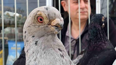 Tokur Güvercinleri Yarıştı