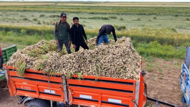 Aksaray'da Organik Sarımsak Hasadı Başladı