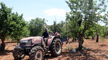 Gaziantep'te Kiraz Hasadı Sorunlarla Başladı