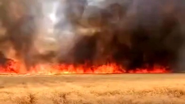 Harran'da Yangın: 300 Dönüm Buğday Tarlası Yandı