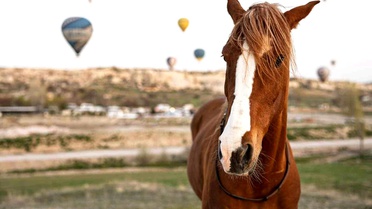 Kapadokya'da 'güzel atlar' görücüye çıkacak