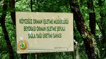 Köyceğiz'de Sığla Yağı Üretimi Başladı