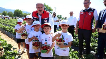 Yenice'de Çilek Hasadı Kutlandı
