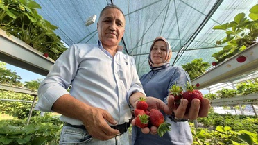 Emekli Çift, Düzce'de Çilek Yetiştiriyor