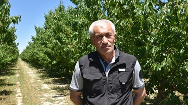 Afyonkarahisar'da Napolyon Kirazı Bekleniyor