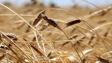 Karakılçık Buğdayında Hasat Başladı