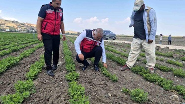 Türkmen'den Yer Fıstığı Üreticilerine Ziyaret