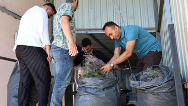 Düzce'de Lavanta Yağı Üretimiyle Ekonomiye Katkı