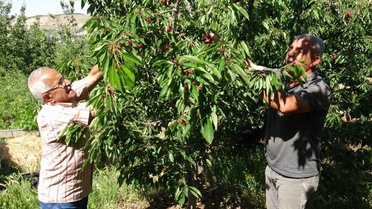 Hasat başladı, 3 bin TL yevmiyeye işçi bulamıyorlar