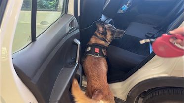 Narkotik köpeği Cessi'den başarılı operasyon