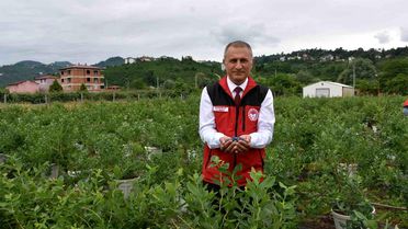 Ordu'da maviyemiş hasadı başladı