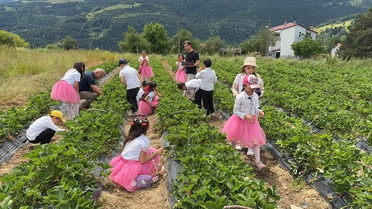 Alaçam'da 3. Çilek Hasadı Etkinliği