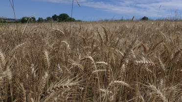Karadeniz'de 'Altındane' Buğdayının İlk Hasadı Yapıldı