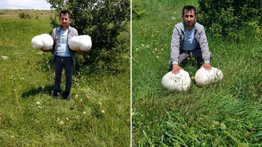 Sivas’ta dev keşif: Muhtarın bulduğu 20 kiloluk mantar şaşırttı