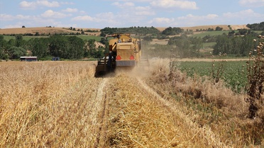 Edirne'de Yerli Yulaf Hasadı