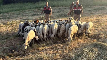 Hozat'ta Kayıp 32 Hayvan Bulundu