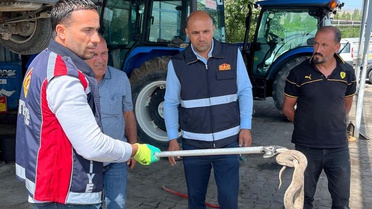 Otomobildeki Yılan İtfaiye ile Kurtarıldı