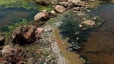 Karasu Çayı'nda Toplu Balık Ölümleri