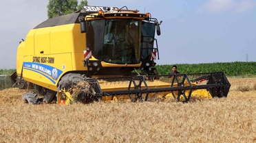 Arsuz'da buğday hasadı: Dekara 650 kilogram verim