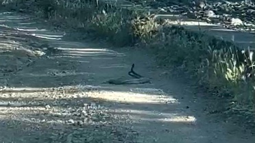 Bingöl'de Yılanların Çiftleşme Dansı