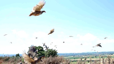 Çanakkale'de 1000 kınalı keklik doğaya salındı