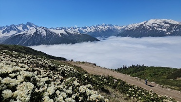 Kaçkar Dağları'nda Renkli Çiçekler ve Sis Denizi
