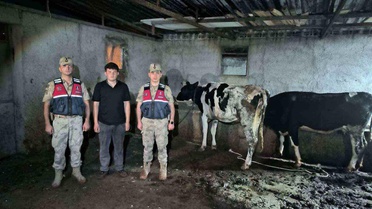 Kilis'te Kayıp Hayvanlar Bulundu