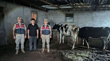 Kilis'te Kayıp Hayvanlar Bulundu